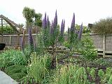 Echium Cobalt Tower